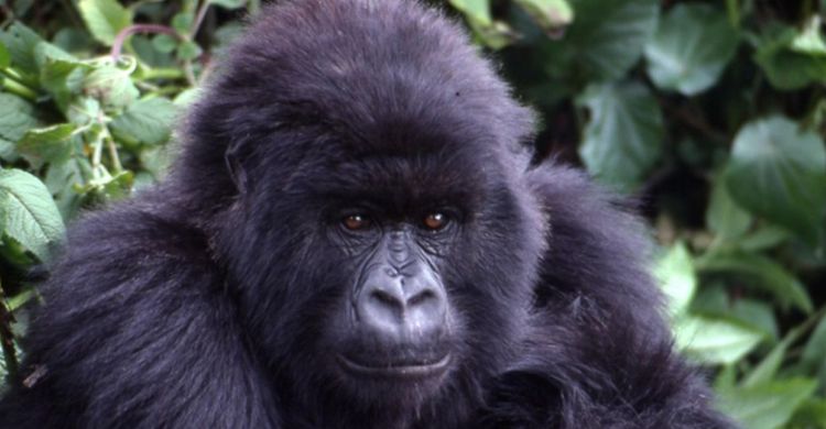 Young Mountain Gorilla © Ian Redmond