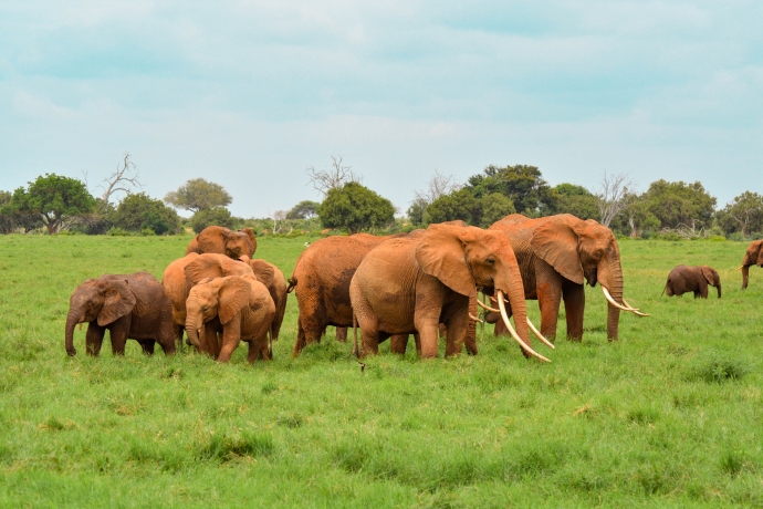 Tsavo East National Park, Kenya