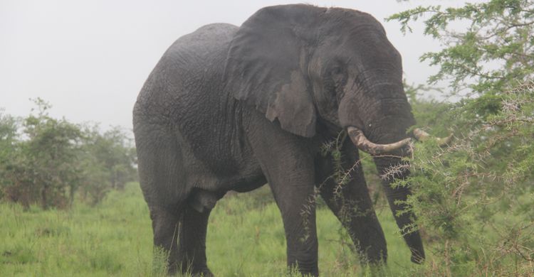 African elephant (Loxodonta africana)  © Clara Nobbe