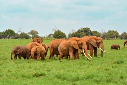 Tsavo East National Park, Kenya
